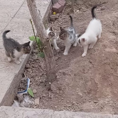 گربه خانگی با نازلترین قیمت