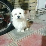 سگ پاکوتاه شناسنامه دار