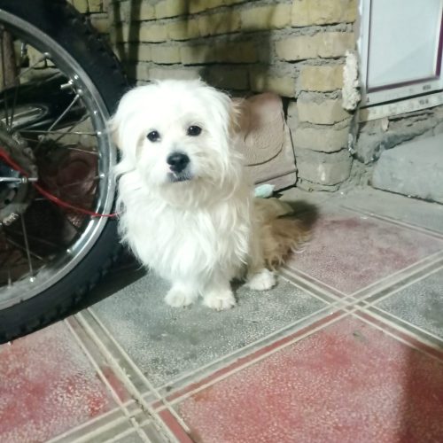 سگ پاکوتاه شناسنامه دار