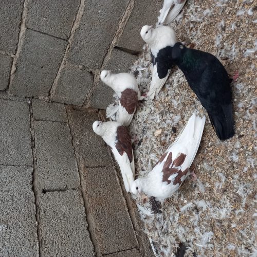 کبوتر پشت دار قطعه بزرگ