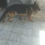 ژرمن کینگ نر دوساله