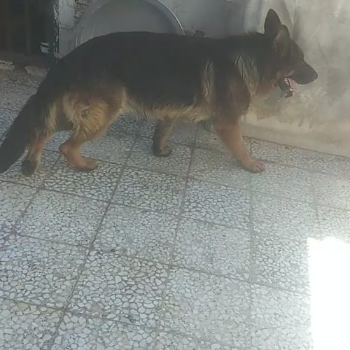 ژرمن کینگ نر دوساله