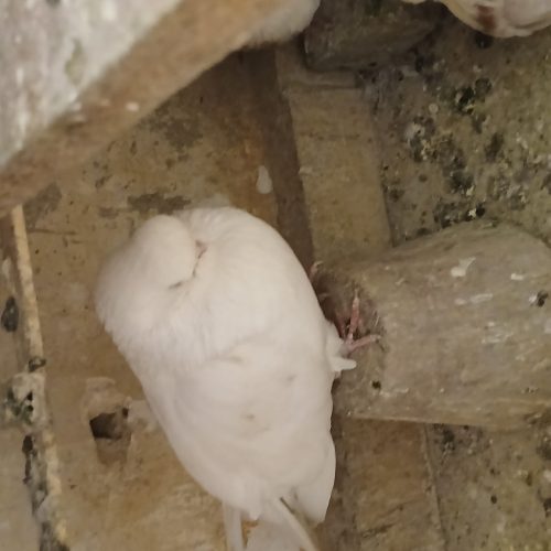 جوجه کبوتر قناری اصل