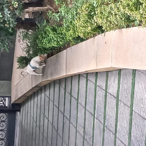 واگذاری سگ سالم بدون مریضی