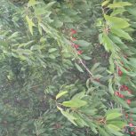 اجاره باغ گیلاس تکدانه