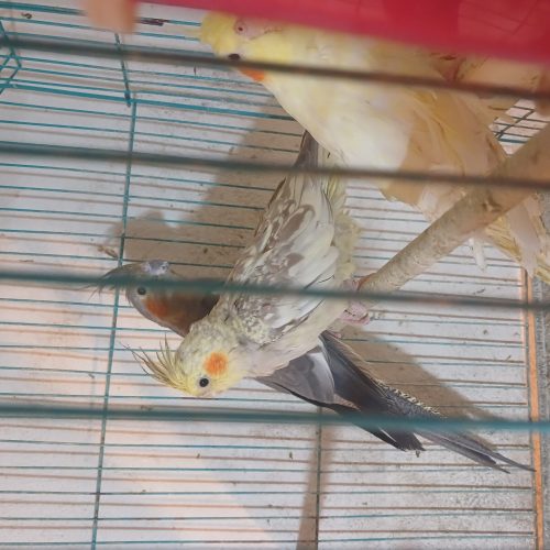 چهارجفت عروس