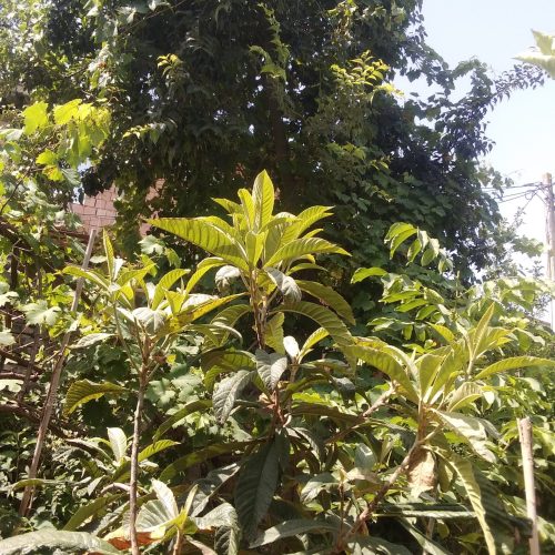 زمین خانه سرا