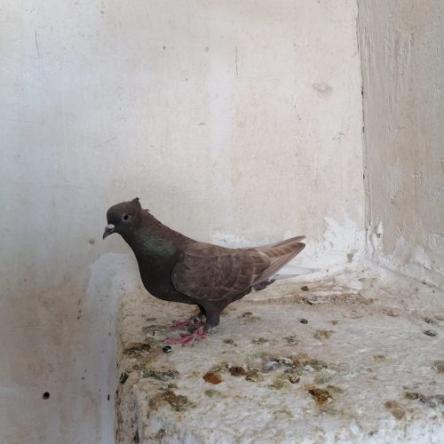 دم سفید و یال ماده