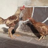 خروس لاری دانگ بالا با مرغ از نسل قدیم
