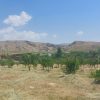 یک قطعه باغ ثمری