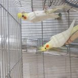 جفت عروس هلندی لوتینو بالغ