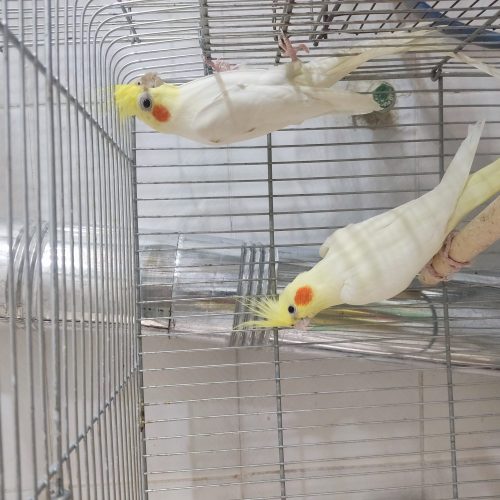 جفت عروس هلندی لوتینو بالغ