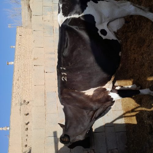 یک راس گاو وگوساله