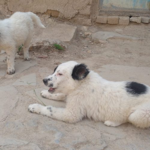 توله‌سگ 2عدد‌توله‌نر‌2ماهه‌‌جفت نژاد‌قهدریجانی