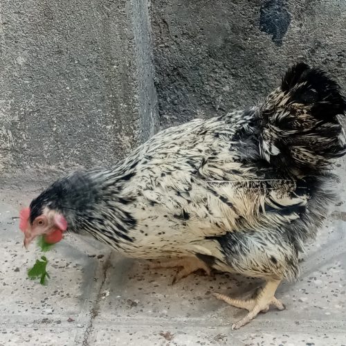 مرغ وخروس دورگه