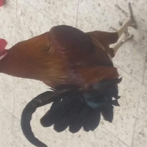 خروس و مرغ اصل عربی