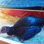 مرغ کرچ .دوعدد لاری .برهما بوف وتعدادی دیگر