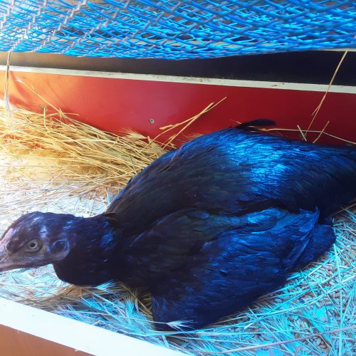 مرغ کرچ .دوعدد لاری .برهما بوف وتعدادی دیگر