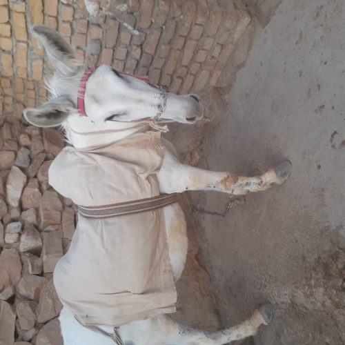 الاغ نر آرام گوسفندی