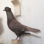 دم سفید و یال ماده