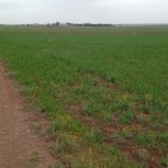 فروش زمین کشاورزی نیم هکتار