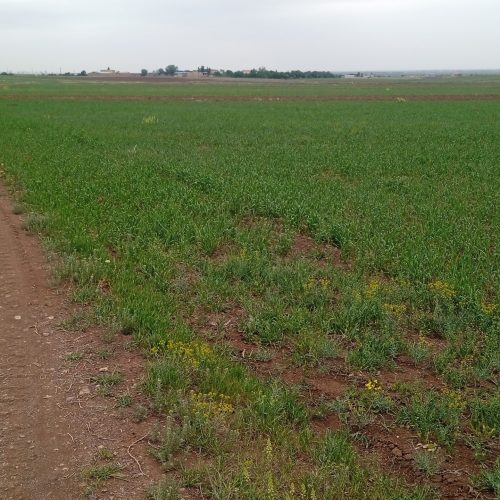 فروش زمین کشاورزی نیم هکتار