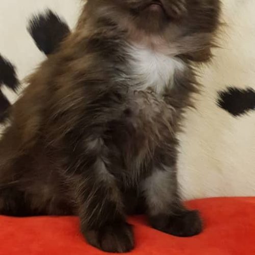 بچه گربه پرشین اسکاتیش