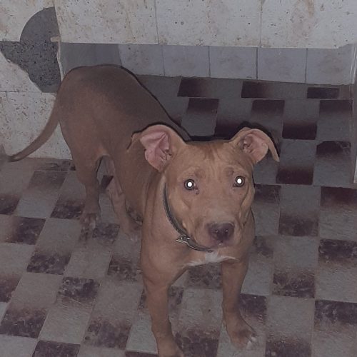 پیتبول نر و ماده