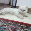 گربه پِرشیَن  ناز و کیوت و خونگی و کاملا آروم