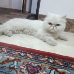 گربه پِرشیَن  ناز و کیوت و خونگی و کاملا آروم