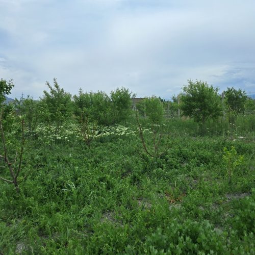 باغ 1050 متری با درختان بارده