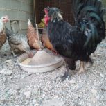 فروش خروس سلطان