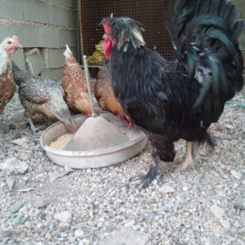 فروش خروس سلطان