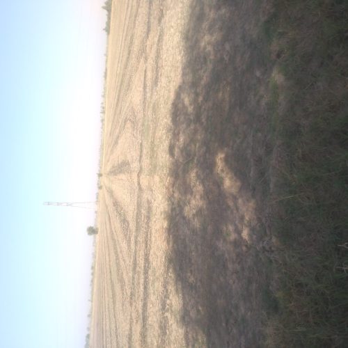 اجاره5هکتار زمین