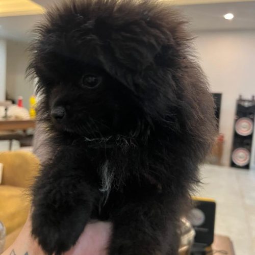 توله پامرین