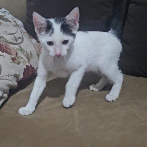 واگذرای گربه