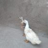 دوتااردک ماده تخم گذار
