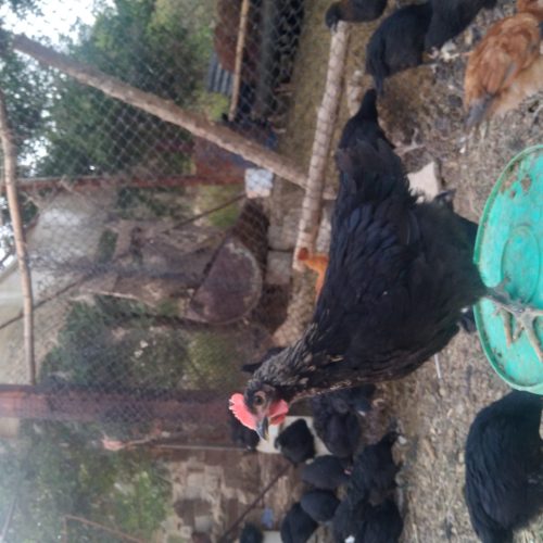 جوجه مرغ و خروس محلی اصل