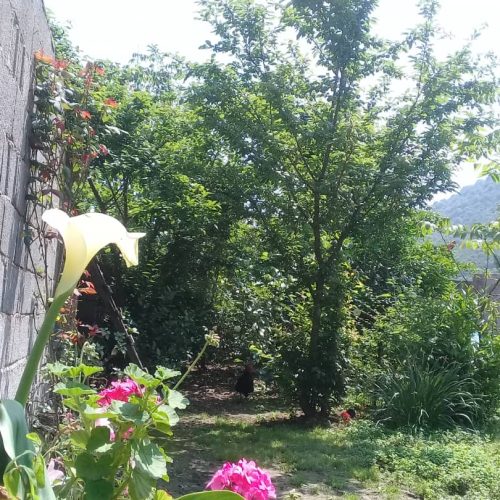 اجاره ویلایی