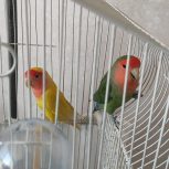 فروش کوتوله برزیلی