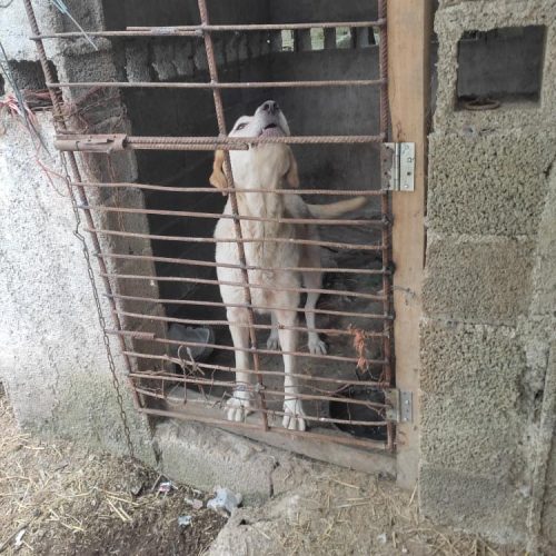 سگ سرابی 10 ماه ماده