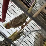 جوجه عروس هلندی زیبا