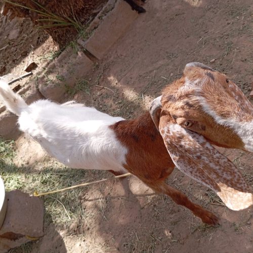 گوسفند پاکستانی