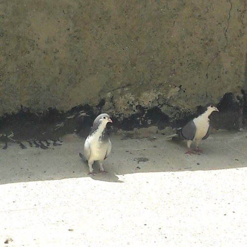 ندوماده بدرنگ اصیل اصفهان صفت وظال