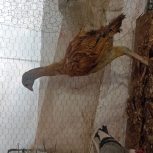 جوجه لاری نژاد اصیل