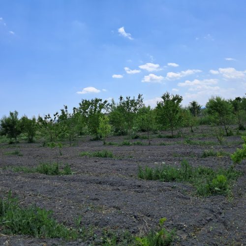 باغ 1050 متری با درختان بارده