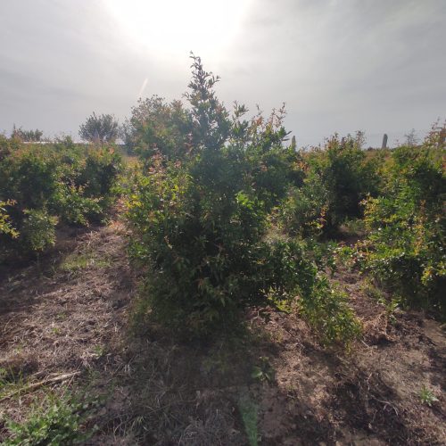 فروش زمین باغ