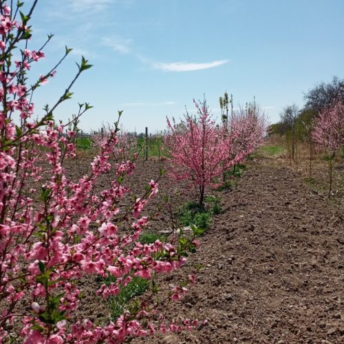 باغ 1250 متری سند دار