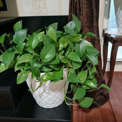 2 عدد گل پتوس سبز چندین ساله