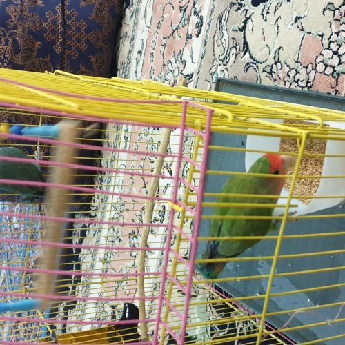 سلام یه جفت کوتوله برزیلی